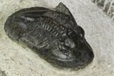 Bargain, Dechenella Trilobite - Scarce Species #119916-2